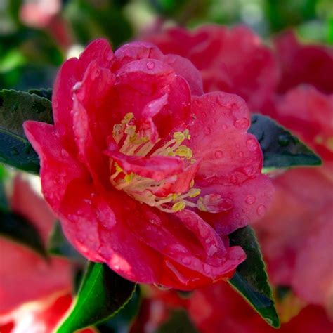 The Enchanting Allure of October's Magic Dawn and Camellia Magnificence